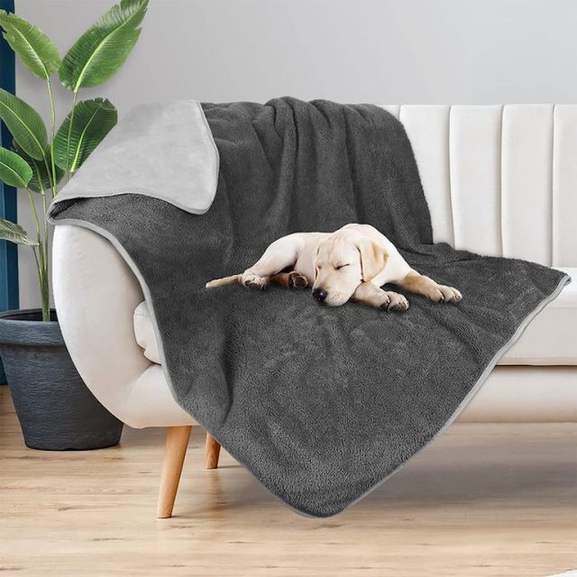 A Guide to Dog Blankets: Keep Your Furry Friend Warm and Comfortable ...