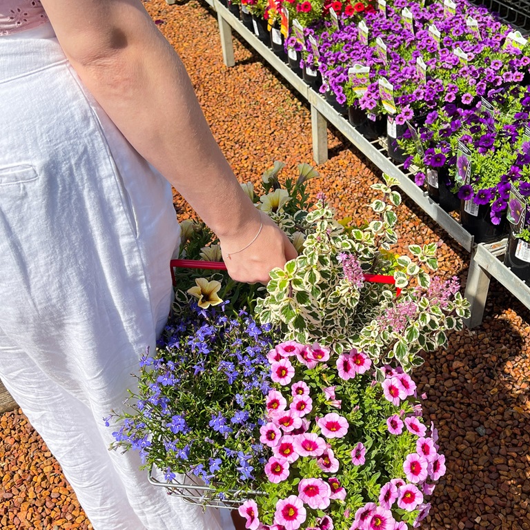 beautiful flowers for garden 