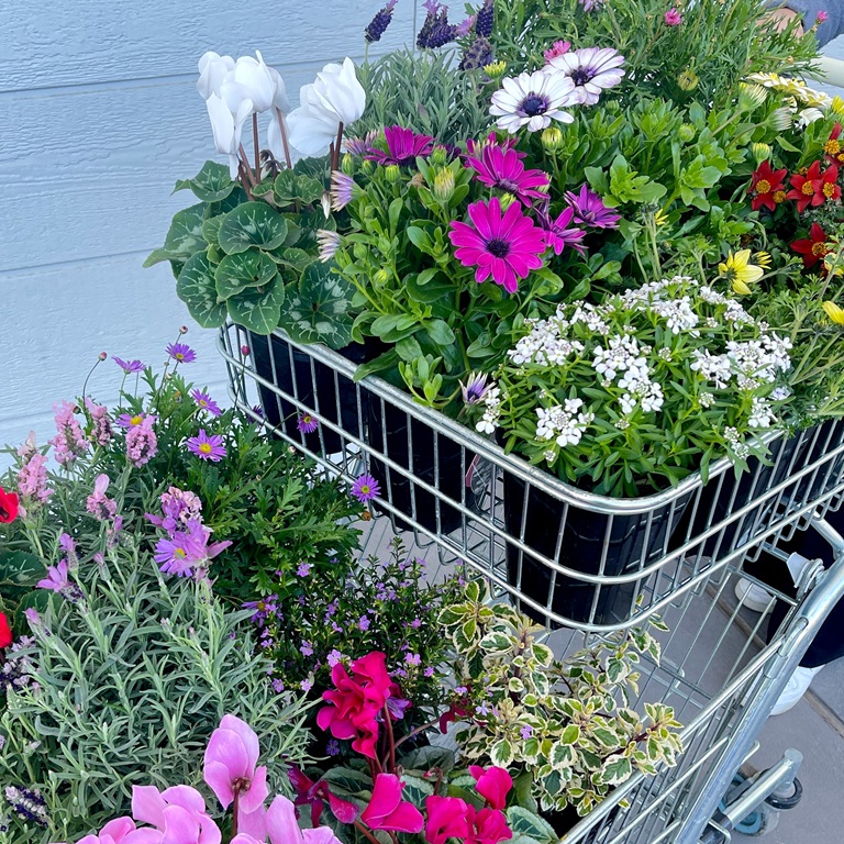  a range of flowering plants 